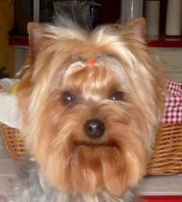 des Coteaux de Rompsay - Portrait d' 'ENZO